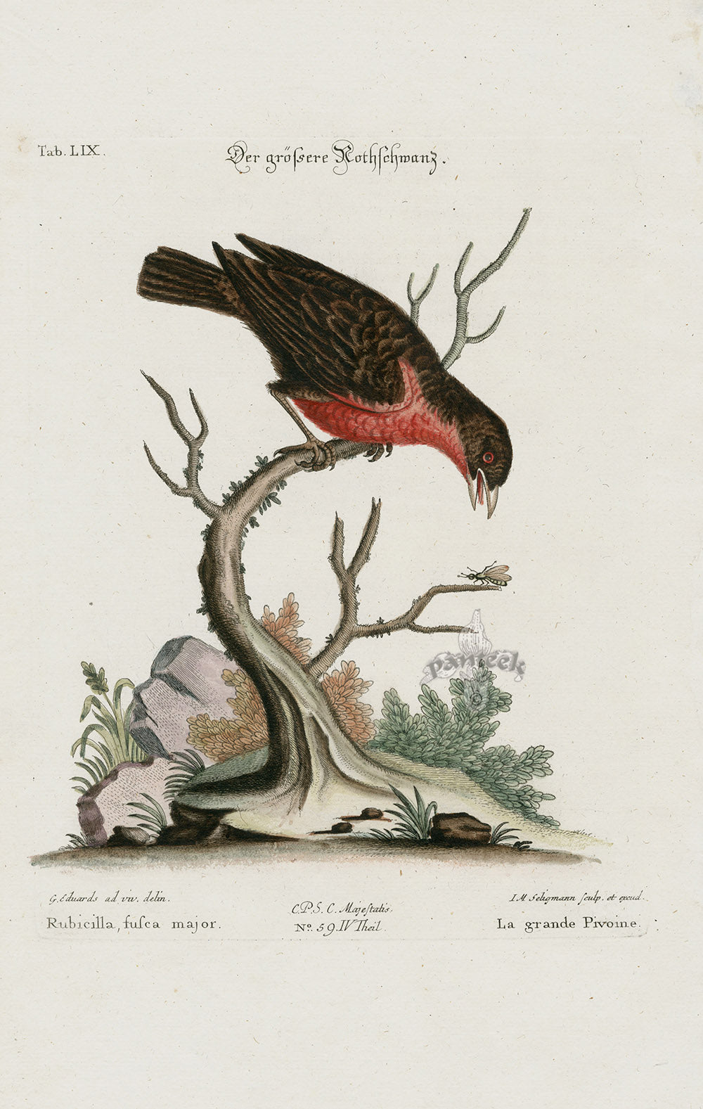 Edwards Seligmann Bird Print Brown Grebe