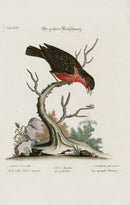 Edwards Seligmann Bird Print Brown Grebe - Panteek Antique Prints