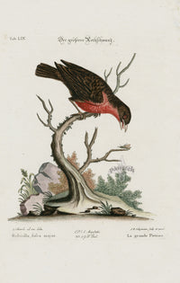 Edwards Seligmann Bird Print Brown Grebe - Panteek Antique Prints