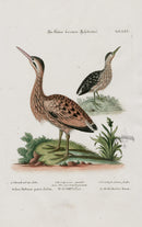 Edwards Seligmann Bird Print Brown Heron - Panteek Antique Prints