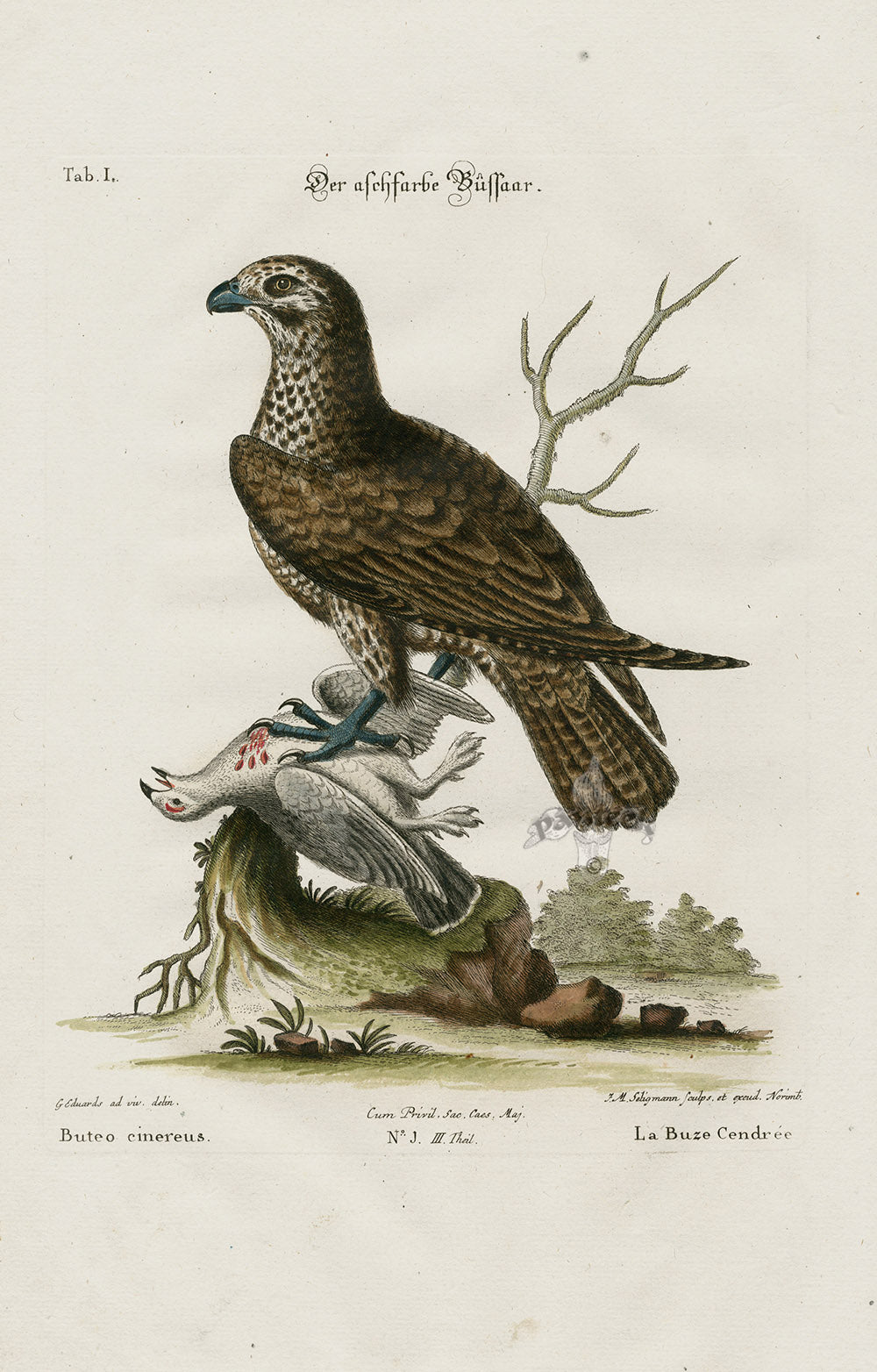 Edwards Seligmann Bird Print Buteo cinereus