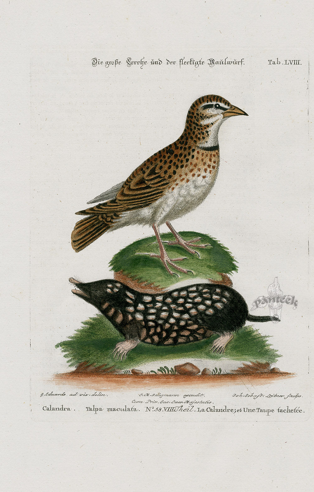 Edwards Seligmann Bird Print Calandra