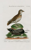 Edwards Seligmann Bird Print Calandra - Panteek Antique Prints