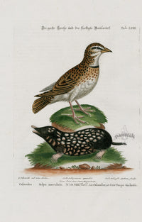 Edwards Seligmann Bird Print Calandra - Panteek Antique Prints