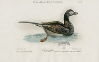 Edwards Seligmann Bird Print Canada Duck - Panteek Antique Prints