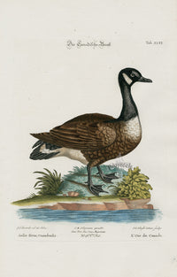 Edwards Seligmann Bird Print Canadian Goose - Panteek Antique Prints