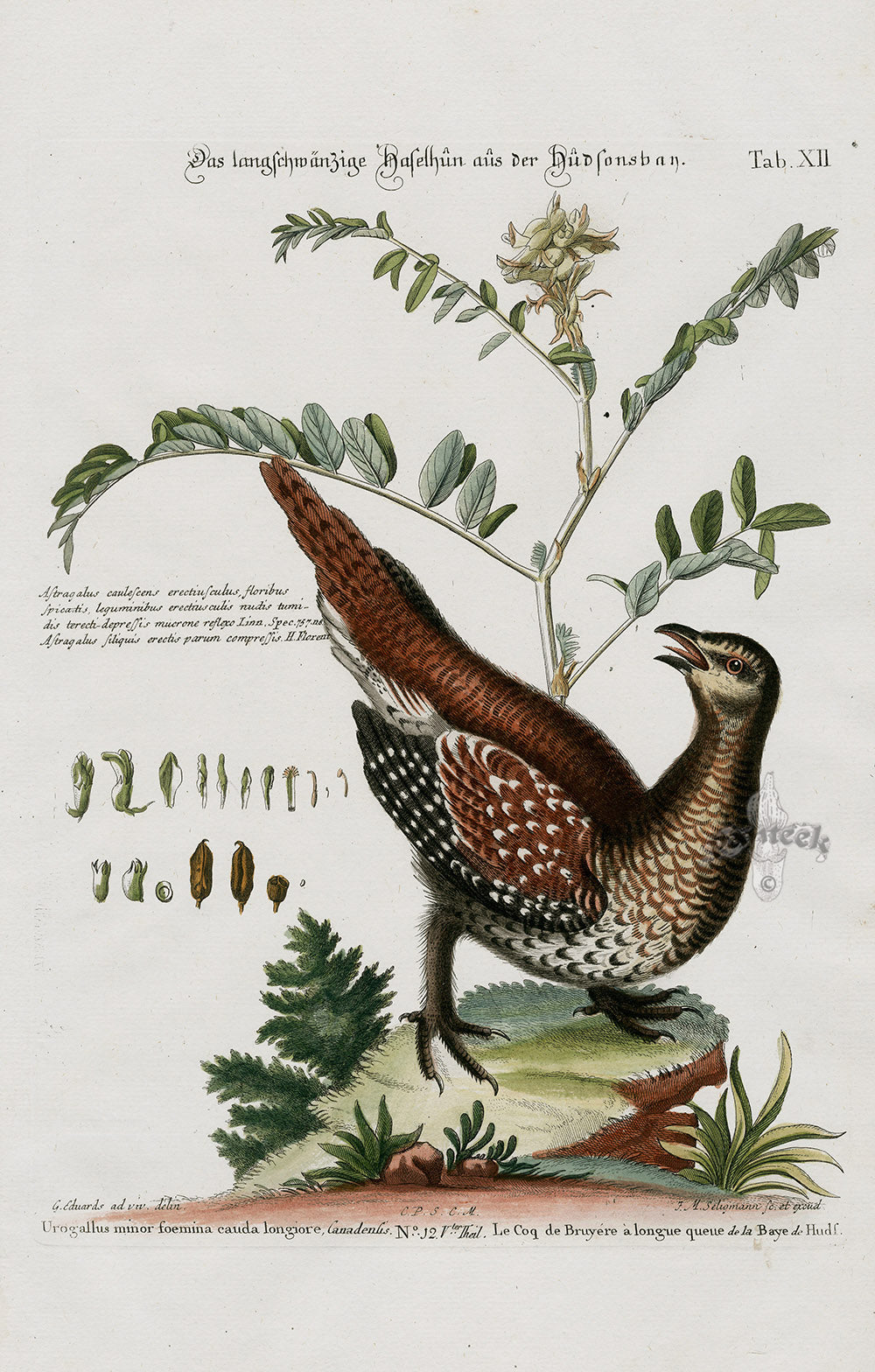 Edwards Seligmann Bird Print Canadian Grouse