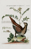 Edwards Seligmann Bird Print Canadian Grouse - Panteek Antique Prints