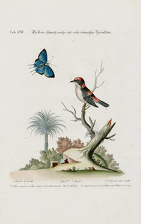 Edwards Seligmann Bird Print Certhia minor - Panteek Antique Prints