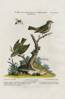 Edwards Seligmann Bird Print Crested Kingfisher - Panteek Antique Prints