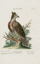 Edwards Seligmann Bird Print Crowned Eagle - Panteek Antique Prints