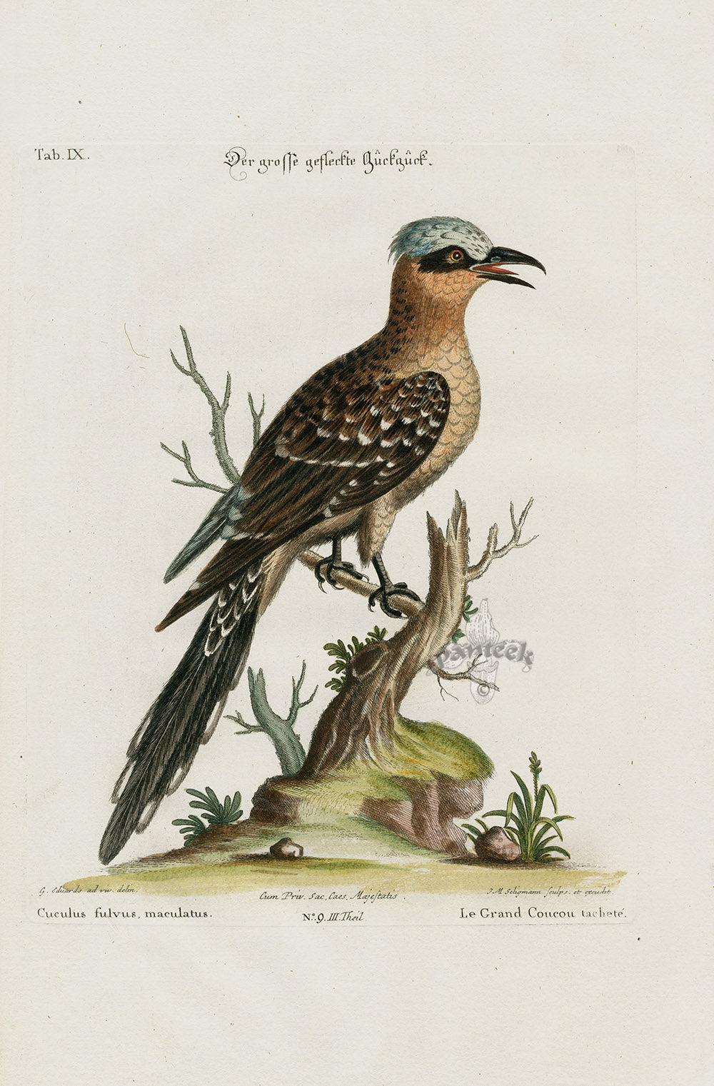 Edwards Seligmann Bird Print Cuculus fulvus maculatus