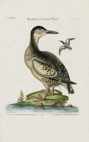 Edwards Seligmann Bird Print Dutch Pigeon - Panteek Antique Prints