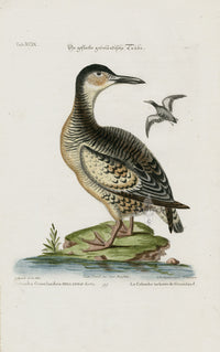 Edwards Seligmann Bird Print Dutch Pigeon - Panteek Antique Prints