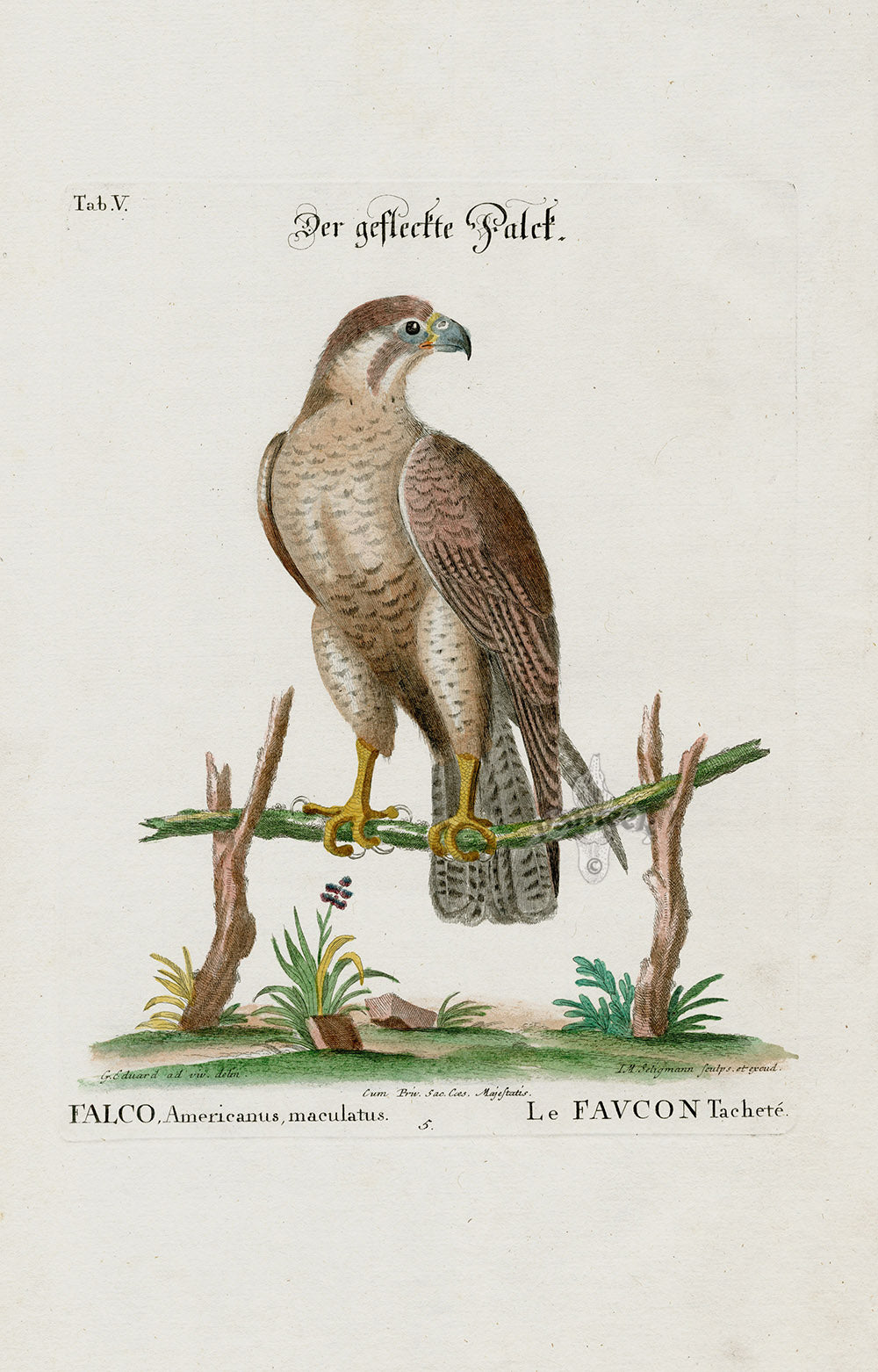 Edwards Seligmann Bird Print Falcon