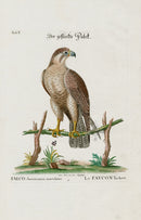 Edwards Seligmann Bird Print Falcon - Panteek Antique Prints