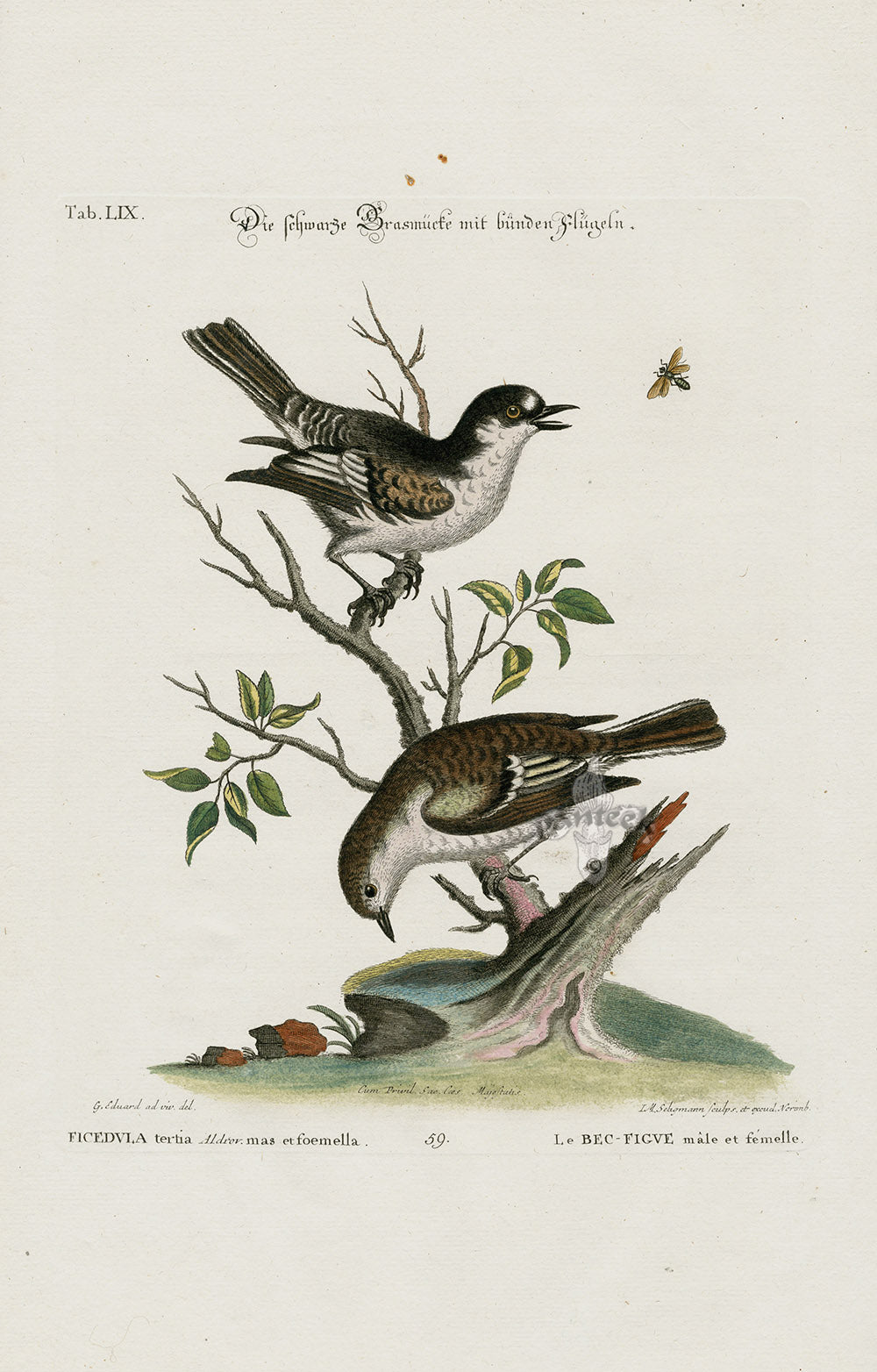 Edwards Seligmann Bird Print Ficedula tertia