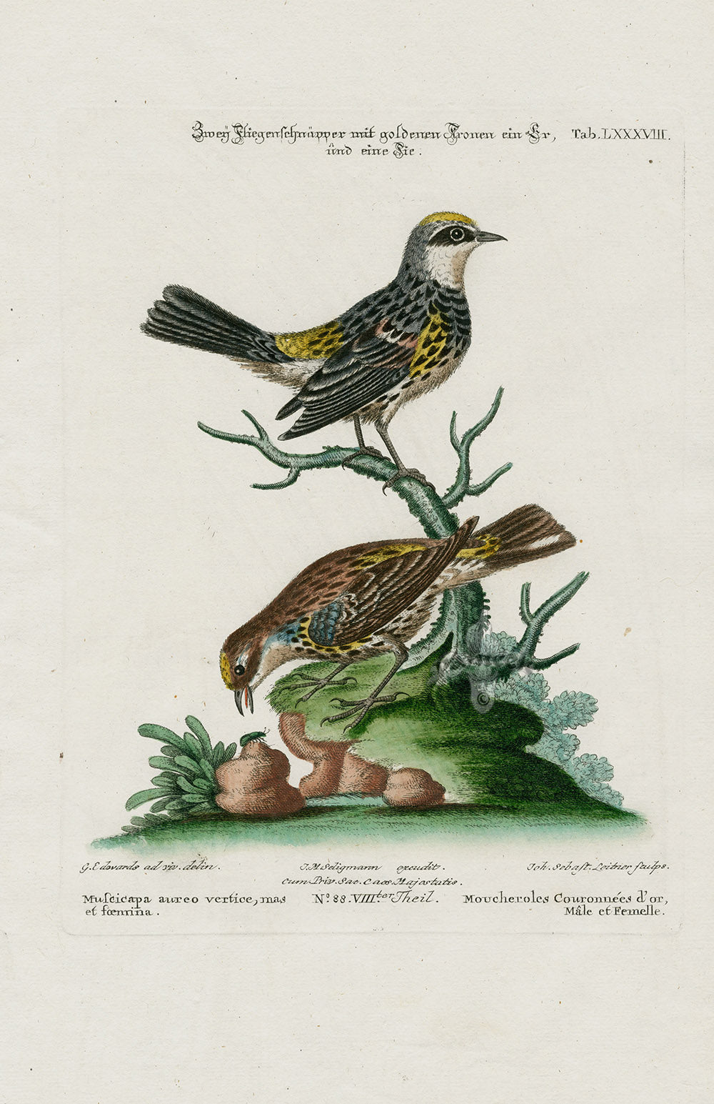 Edwards Seligmann Bird Print Flycatcher