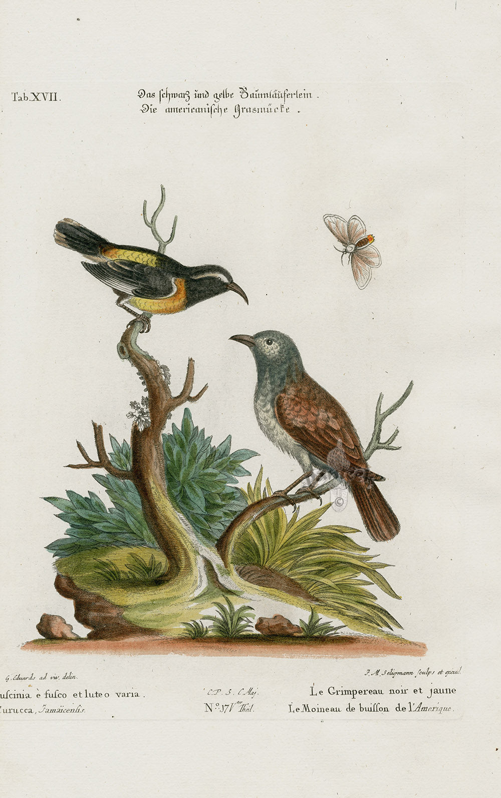 Edwards Seligmann Bird Print Fuscinia
