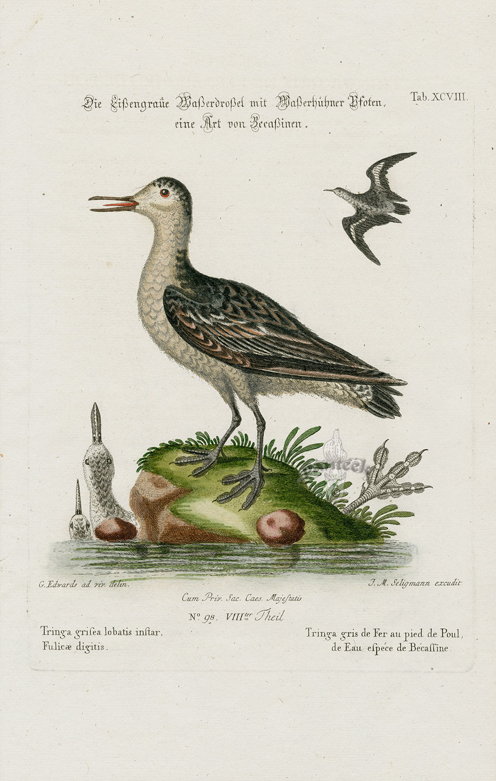 Edwards Seligmann Bird Print Grey Tern