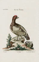 Edwards Seligmann Bird Print Grouse - Panteek Antique Prints