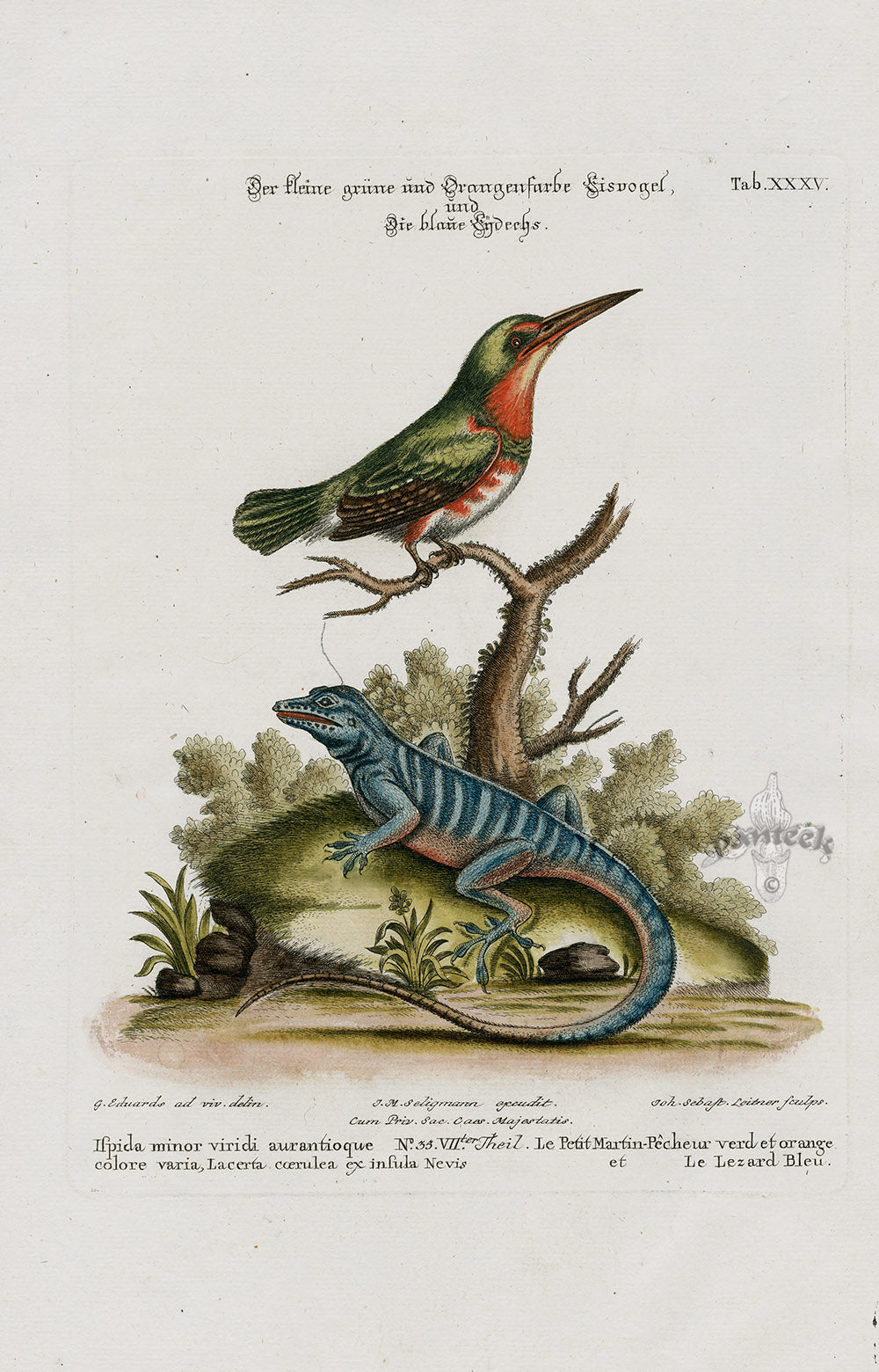Edwards Seligmann Bird Print Ispida