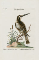 Edwards Seligmann Bird Print Kingfisher - Panteek Antique Prints