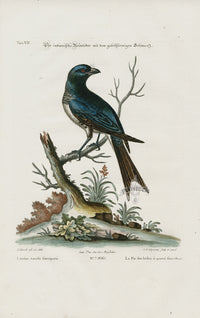 Edwards Seligmann Bird Print Lanius - Panteek Antique Prints