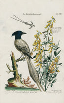 Edwards Seligmann Bird Print Long Tailed  Bird Paradise - Panteek Antique Prints
