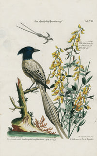 Edwards Seligmann Bird Print Long Tailed  Bird Paradise - Panteek Antique Prints