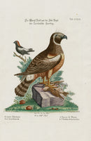 Edwards Seligmann Bird Print Marsh Hawk - Panteek Antique Prints
