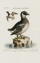 Edwards Seligmann Bird Print Mergulus melanoleucos - Panteek Antique Prints