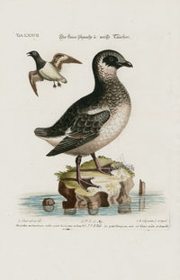 Edwards Seligmann Bird Print Mergulus melanoleucos - Panteek Antique Prints