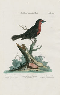 Edwards Seligmann Bird Print Merula pectore rubro - Panteek Antique Prints