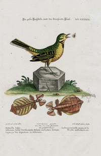 Edwards Seligmann Bird Print Motacilla Lutea - Panteek Antique Prints