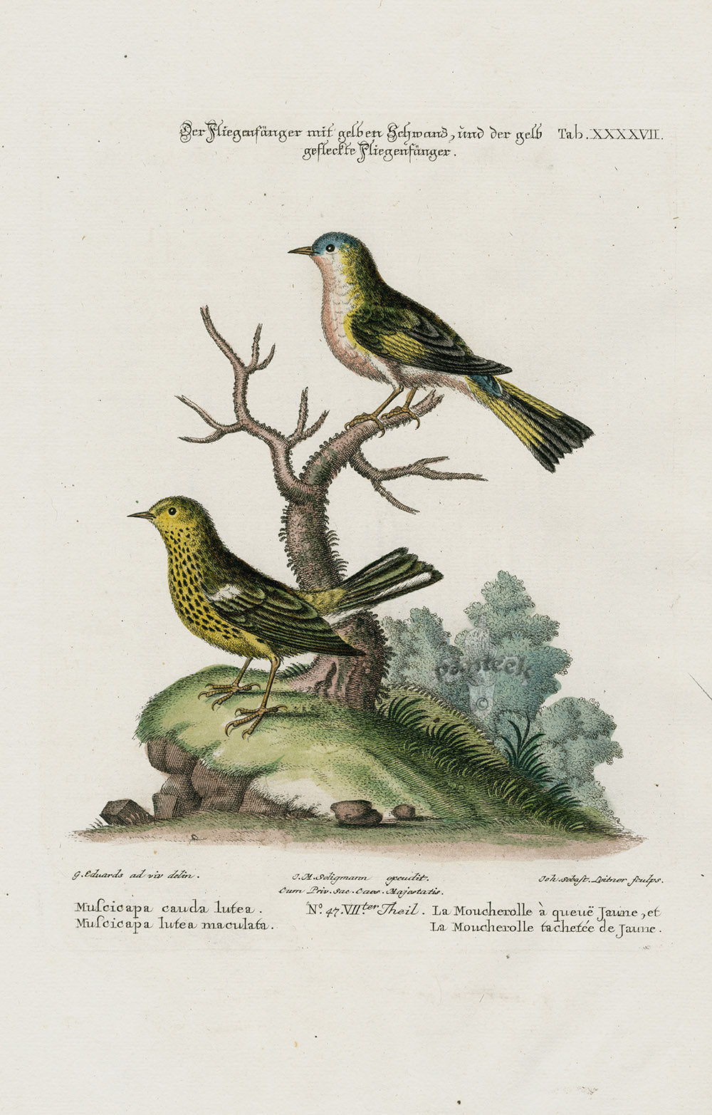 Edwards Seligmann Bird Print Muscicapa