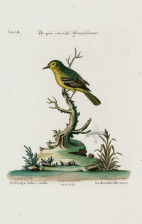 Edwards Seligmann Bird Print Muscicapa Indica - Panteek Antique Prints