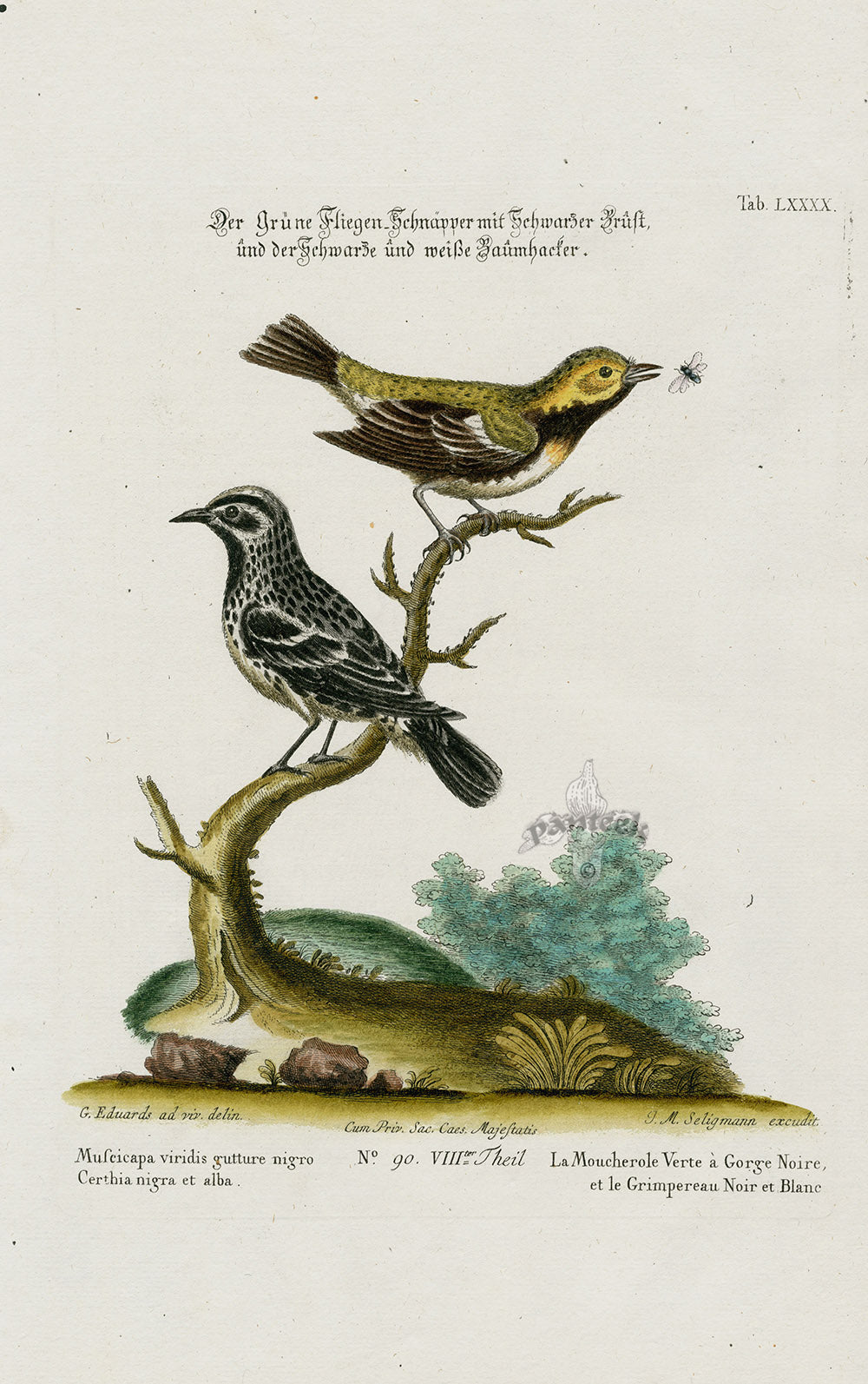 Edwards Seligmann Bird Print Muscicapa viridis