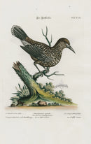 Edwards Seligmann Bird Print Nutchracker - Panteek Antique Prints