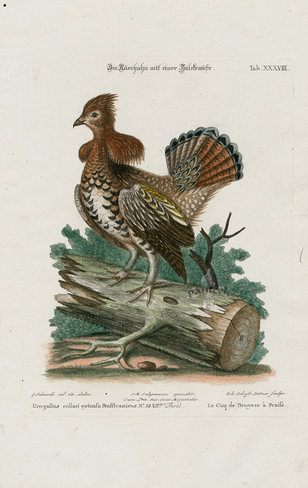 Edwards Seligmann Bird Print Pennsylvania Grouse