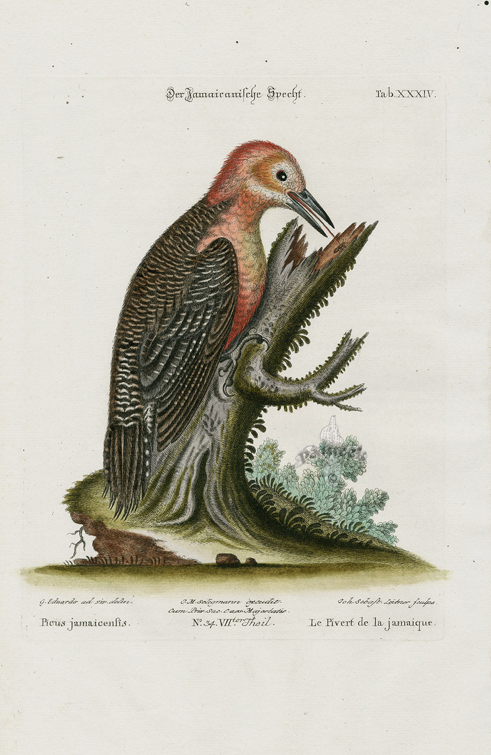 Edwards Seligmann Bird Print Picus Jamaicensis