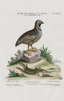 Edwards Seligmann Bird Print Quail - Panteek Antique Prints