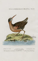 Edwards Seligmann Bird Print Rail - Panteek Antique Prints