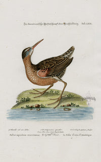 Edwards Seligmann Bird Print Rail - Panteek Antique Prints