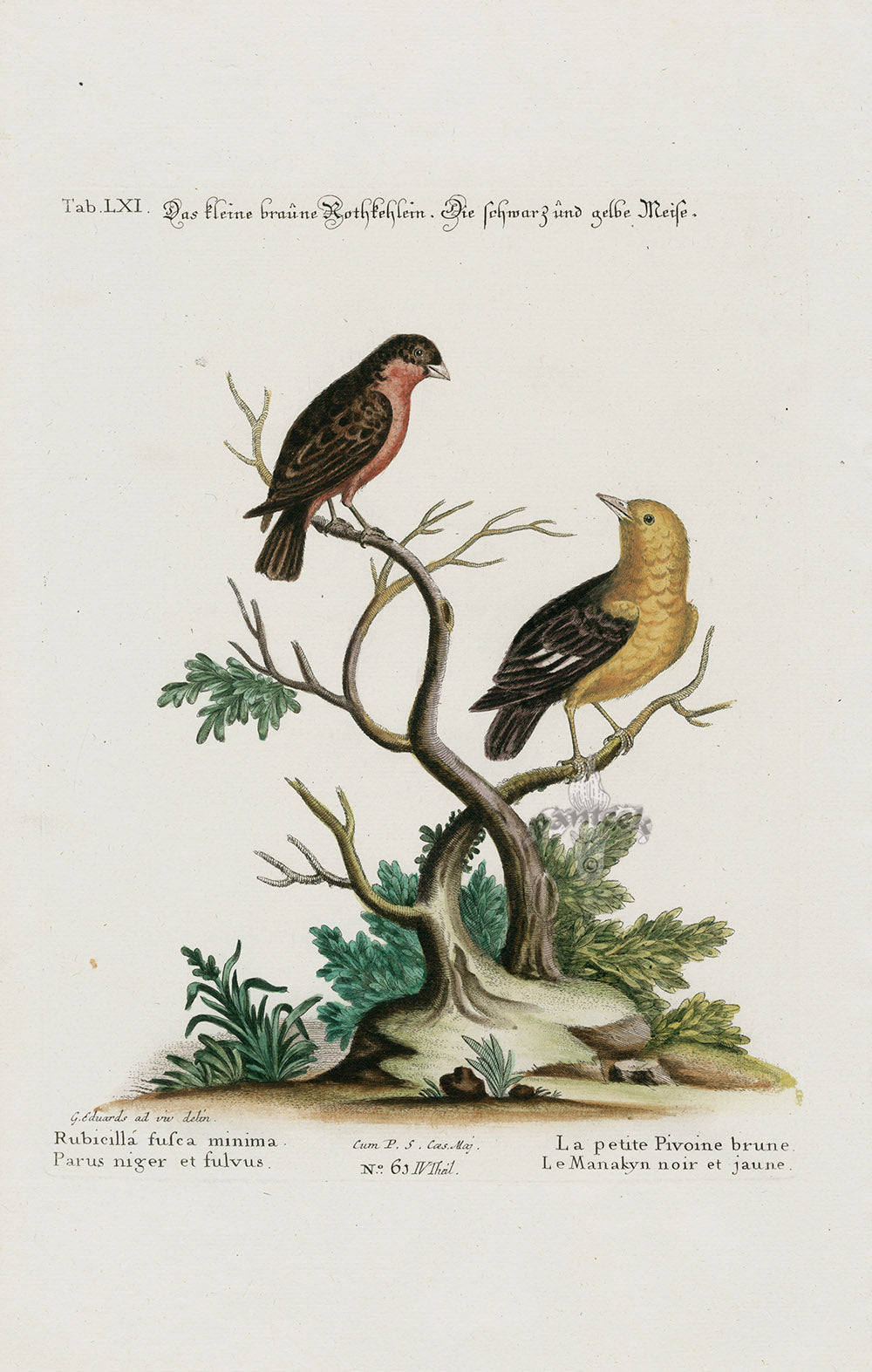 Edwards Seligmann Bird Print Rosefinch