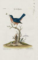 Edwards Seligmann Bird Print Rubecula dorso caeruleo - Panteek Antique Prints