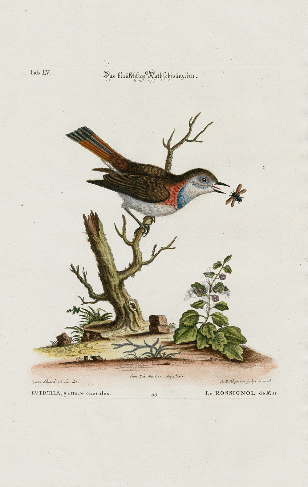 Edwards Seligmann Bird Print Ruticilla gutture caeruleo