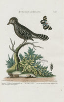 Edwards Seligmann Bird Print Shrike - Panteek Antique Prints