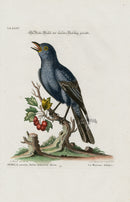 Edwards Seligmann Bird Print Sparrow - Panteek Antique Prints