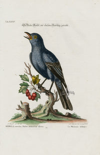 Edwards Seligmann Bird Print Sparrow - Panteek Antique Prints